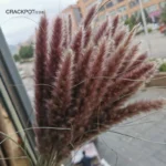 Natural-Pamps-Flower-INS-Style-Dried-Flowers-Balcony-Dried-Flowers-D-coration-Moderne-Plant-Decoration-Home